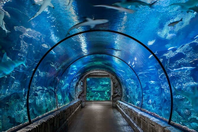 Hurghada Aquarium showcasing Red Sea marine life and colorful fish